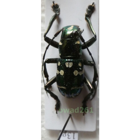 Aprophata eximia (Newman, 1842) Philippines13g